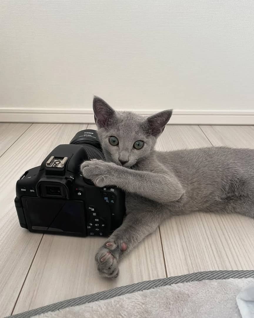 Russian Blue Kitten Portrait California - Beautiful Russian Blue Cat - Emerald Green Eyes - Silver Blue Coat
